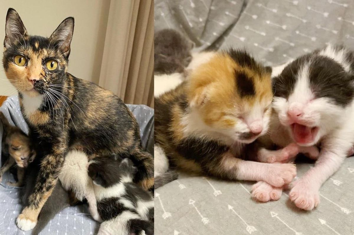 Cat is Off the Streets with Her 8 Kittens After Living Outside Her Whole Life