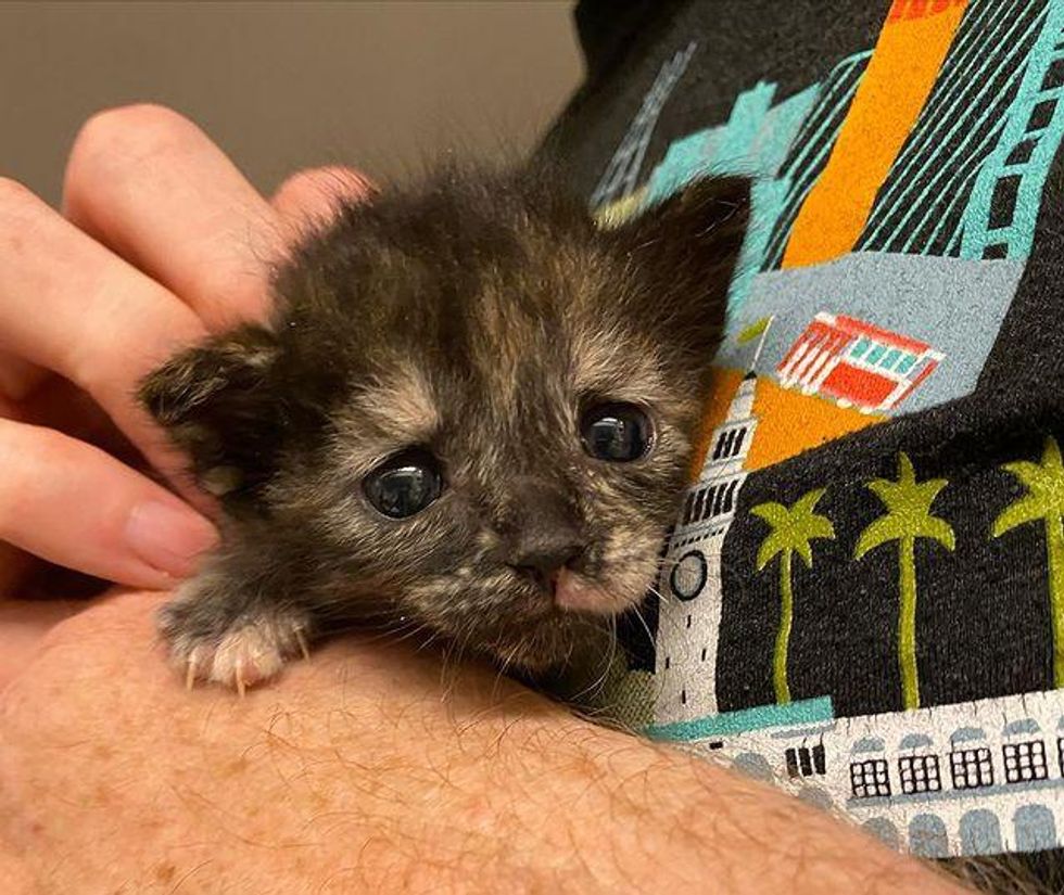 sweet tiny tortie