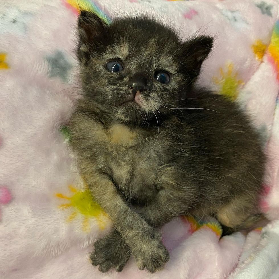 cute tortie kitten