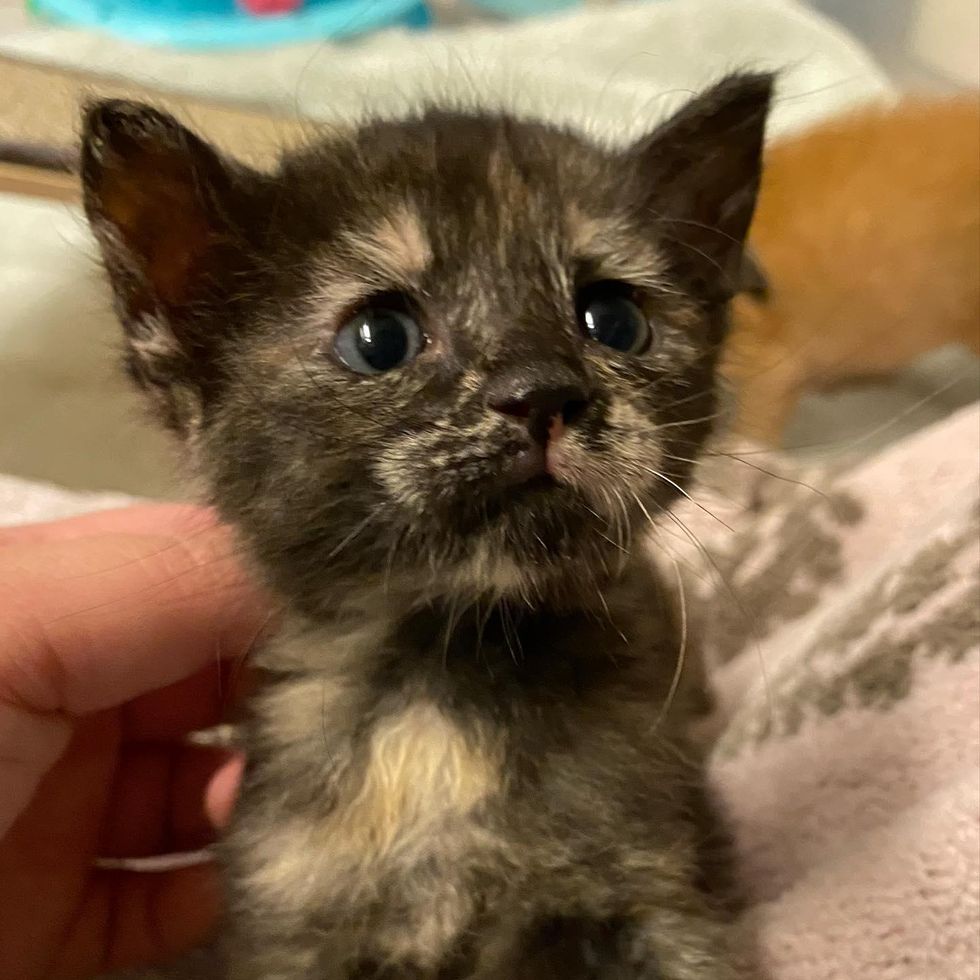 sweet tortie kitten