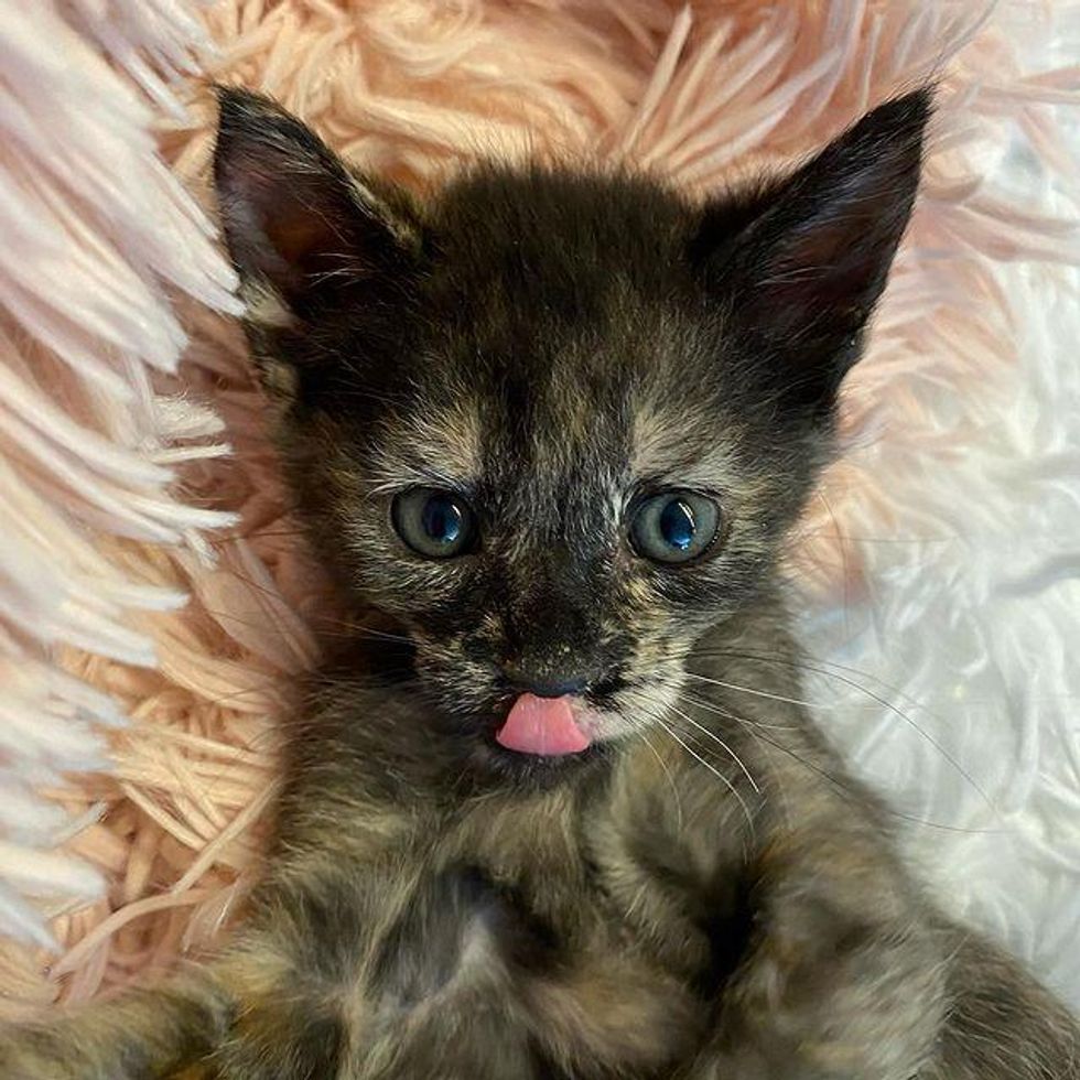 happy tortie kitten