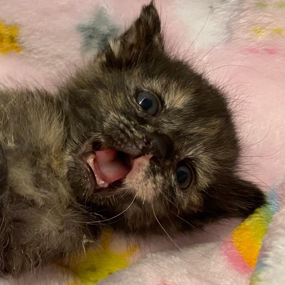 chaton écaille fougueux