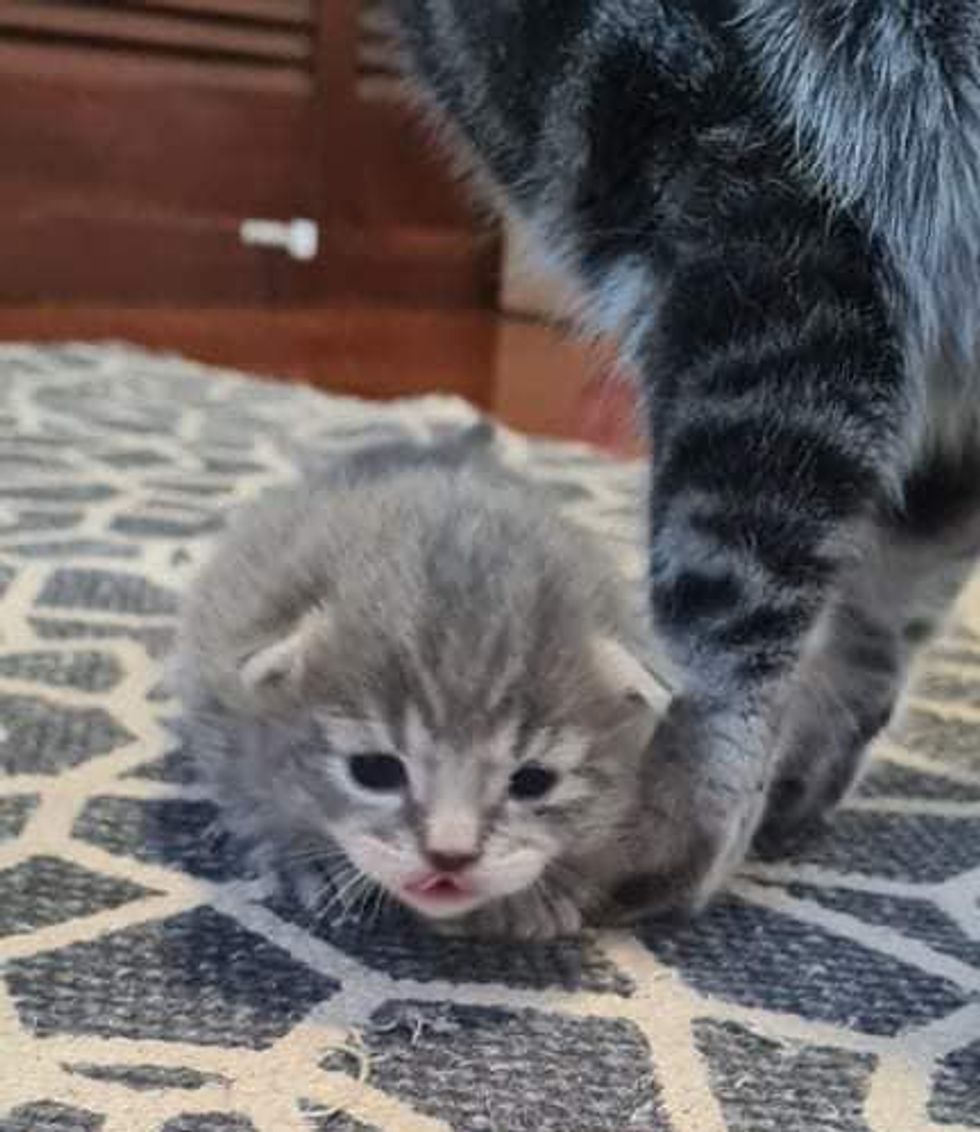 walking kitten