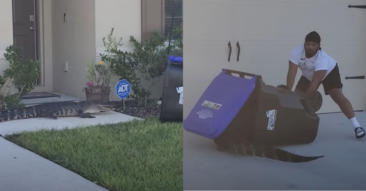 Florida Man Uses Trash Bin To Capture Alligator Roaming Outside House In Tense Viral Video