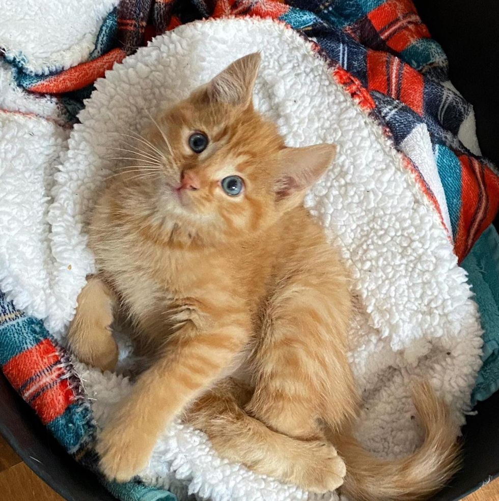 kitten twisted legs