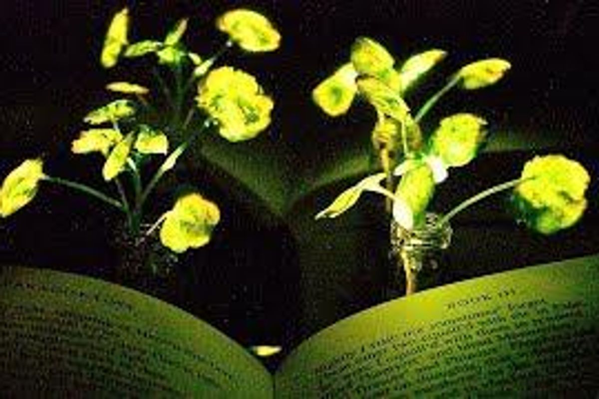 Bioluminescent plants could be the sustainable light source of the future