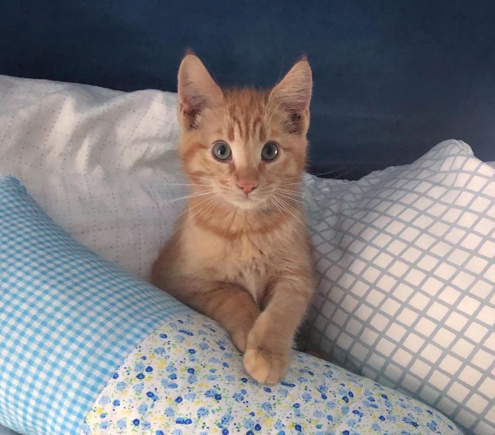 orange tabby kitten