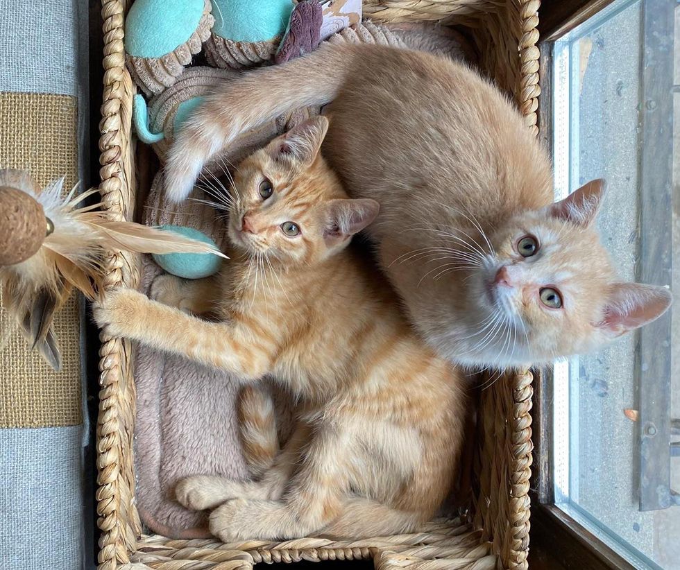 kittens by window