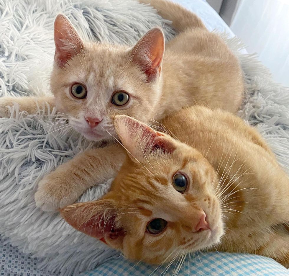 ginger kitten brothers