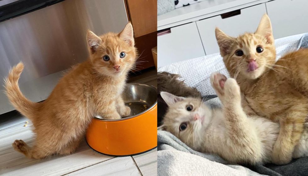 Kitten Walks on All Fours for the First Time and Finds Tabby Cat to Be His Life-long Companion
