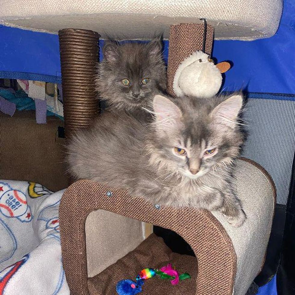 kitten siblings
