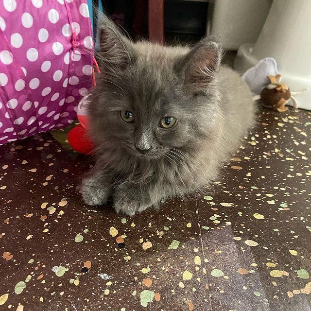 Woman Helps Kitten Cowering on Window Ledge and Goes Back to Find Her ...