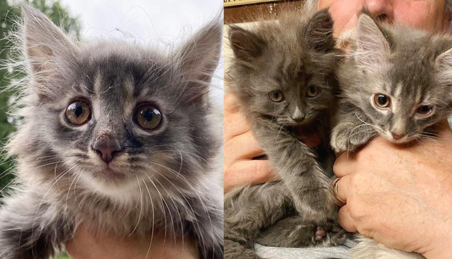 Woman Helps Kitten Cowering On Window Ledge And Goes Back To Find Her Cat Brother - Love Meow