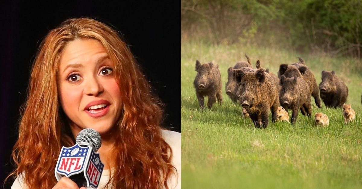 Shakira Says Two Wild Boars Attacked Her And Snatched Her Purse In Barcelona: 'They Destroyed Everything'