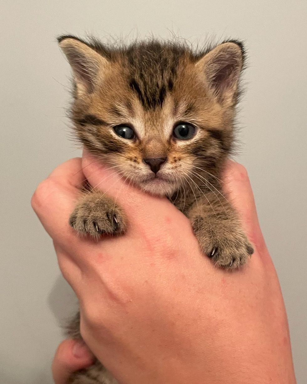 tabby kitten