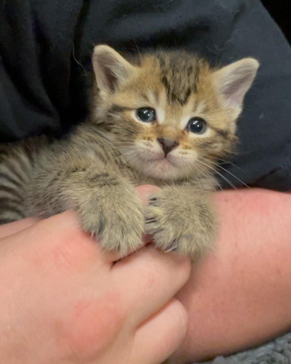 kitten cuddles