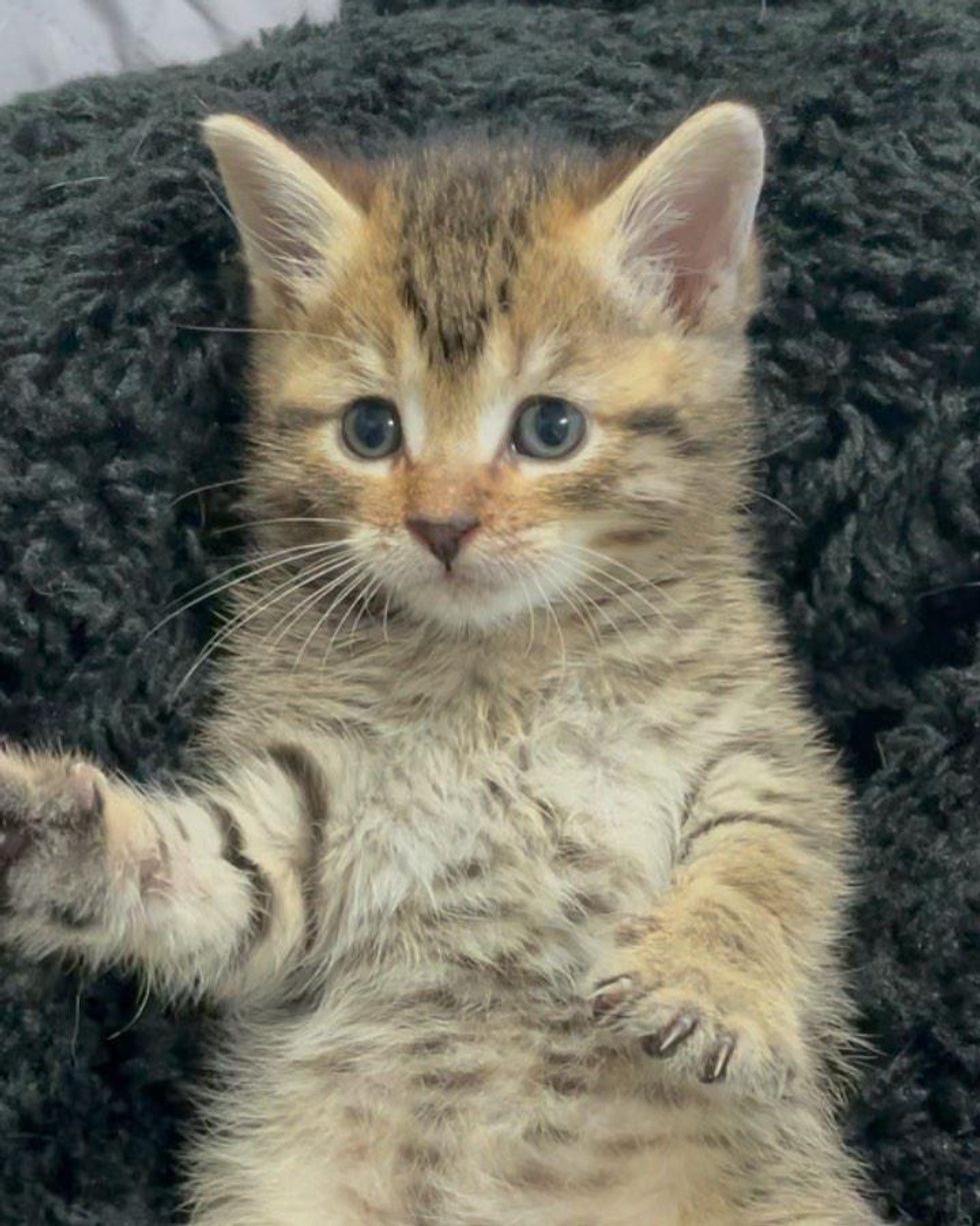 kitten tabby belly