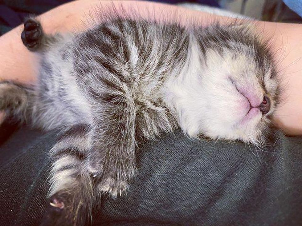 sleepy kitten