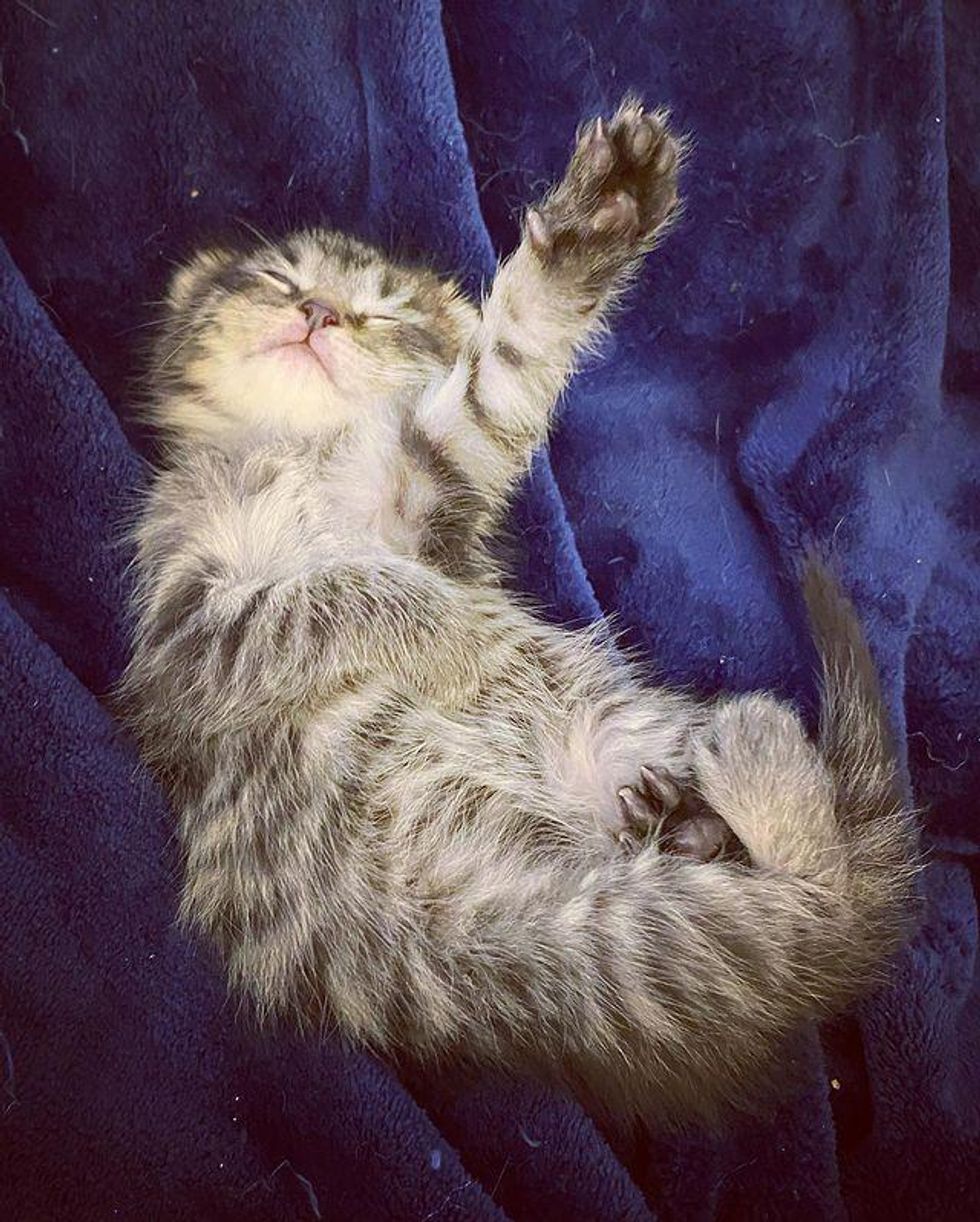 sleepy tabby kitten