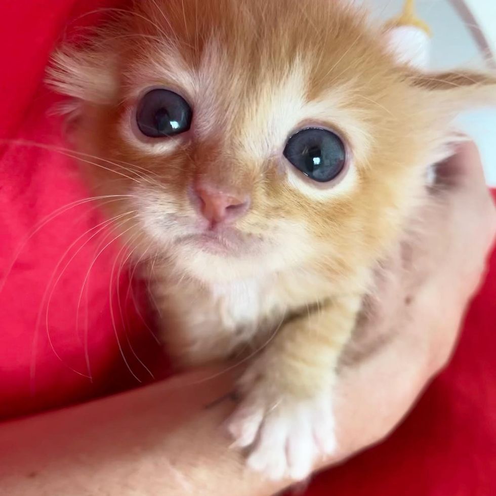 orange kitten big eyes