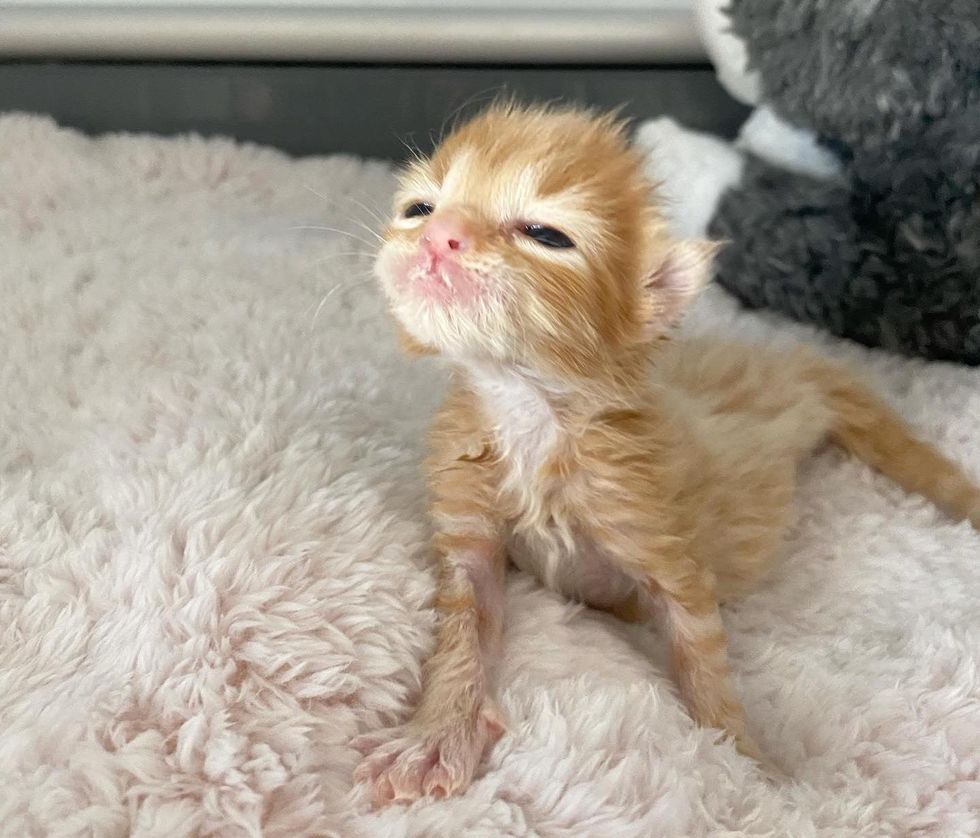 tiny orange kitten