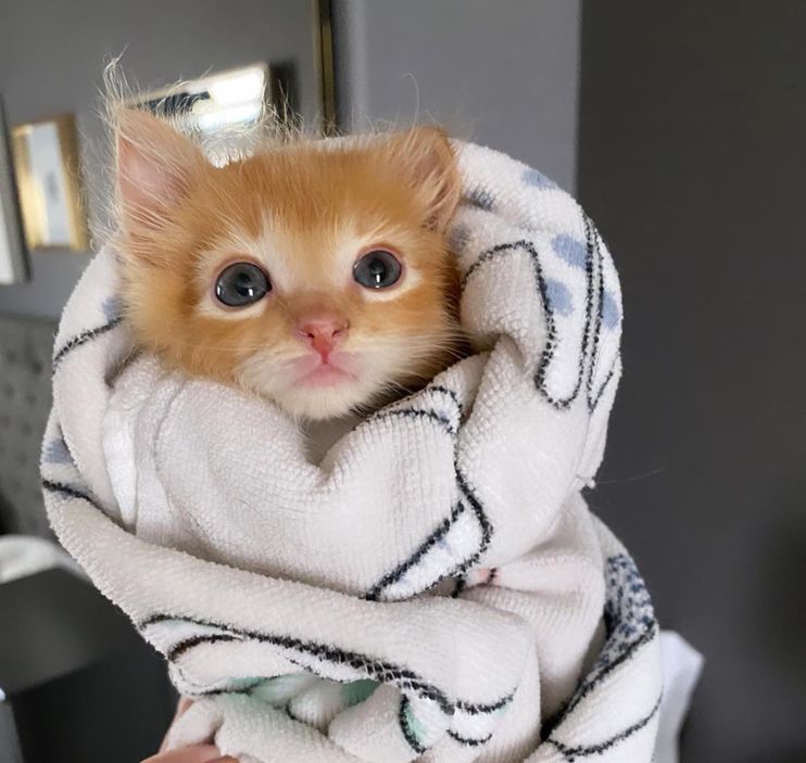 Adorable Purrito Weighing Session for Tiny Kitten