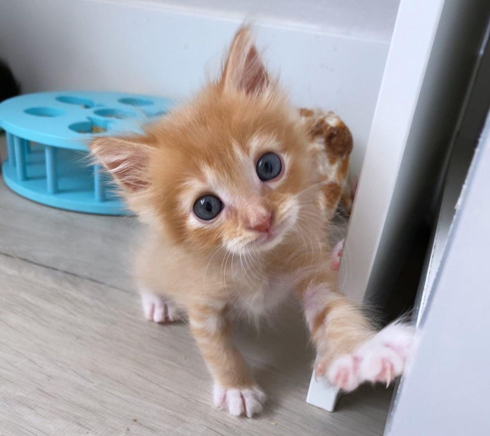 orange kitten sweet