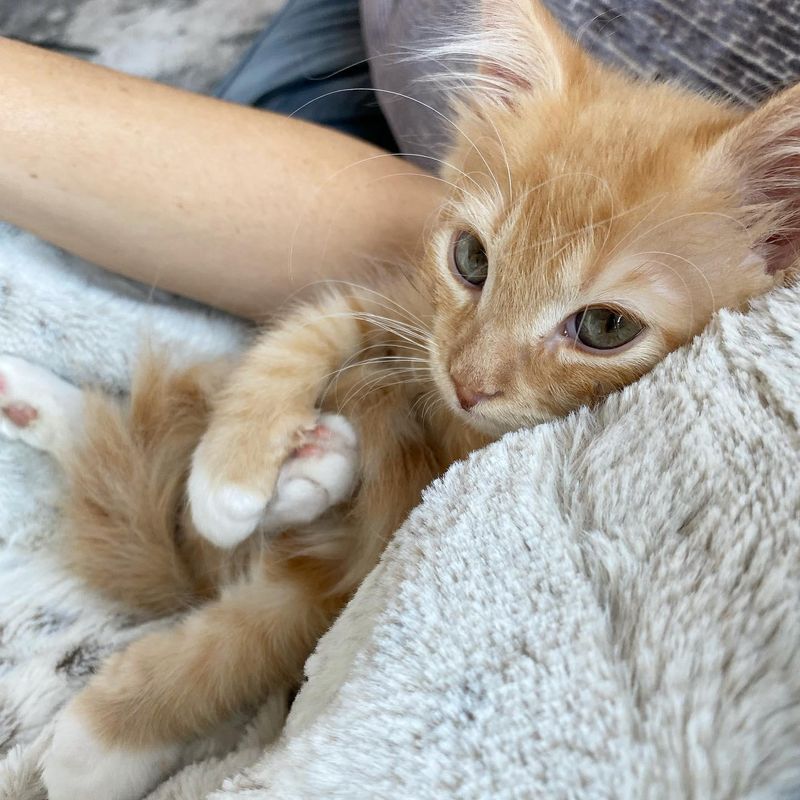 orange kitten