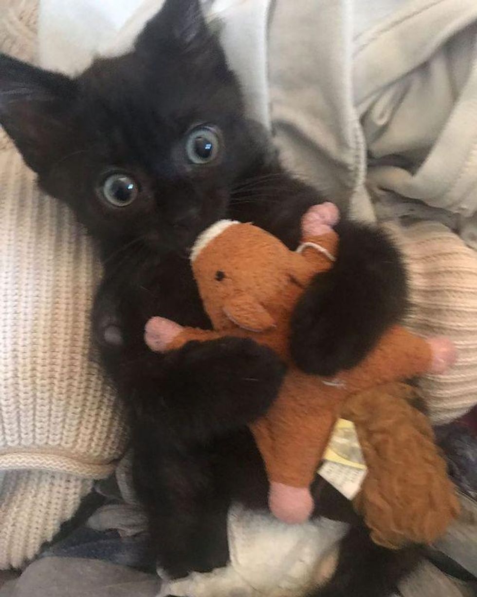 kitten hugs