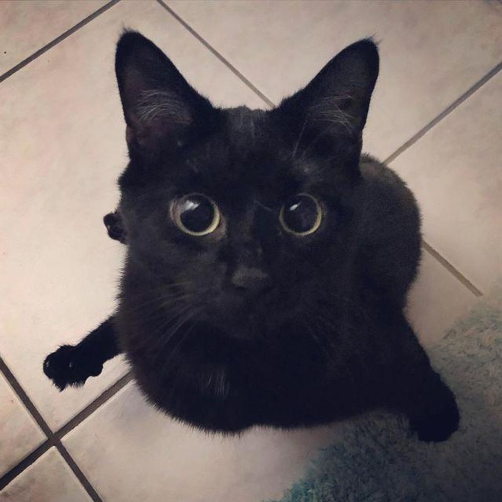 cat big eyes