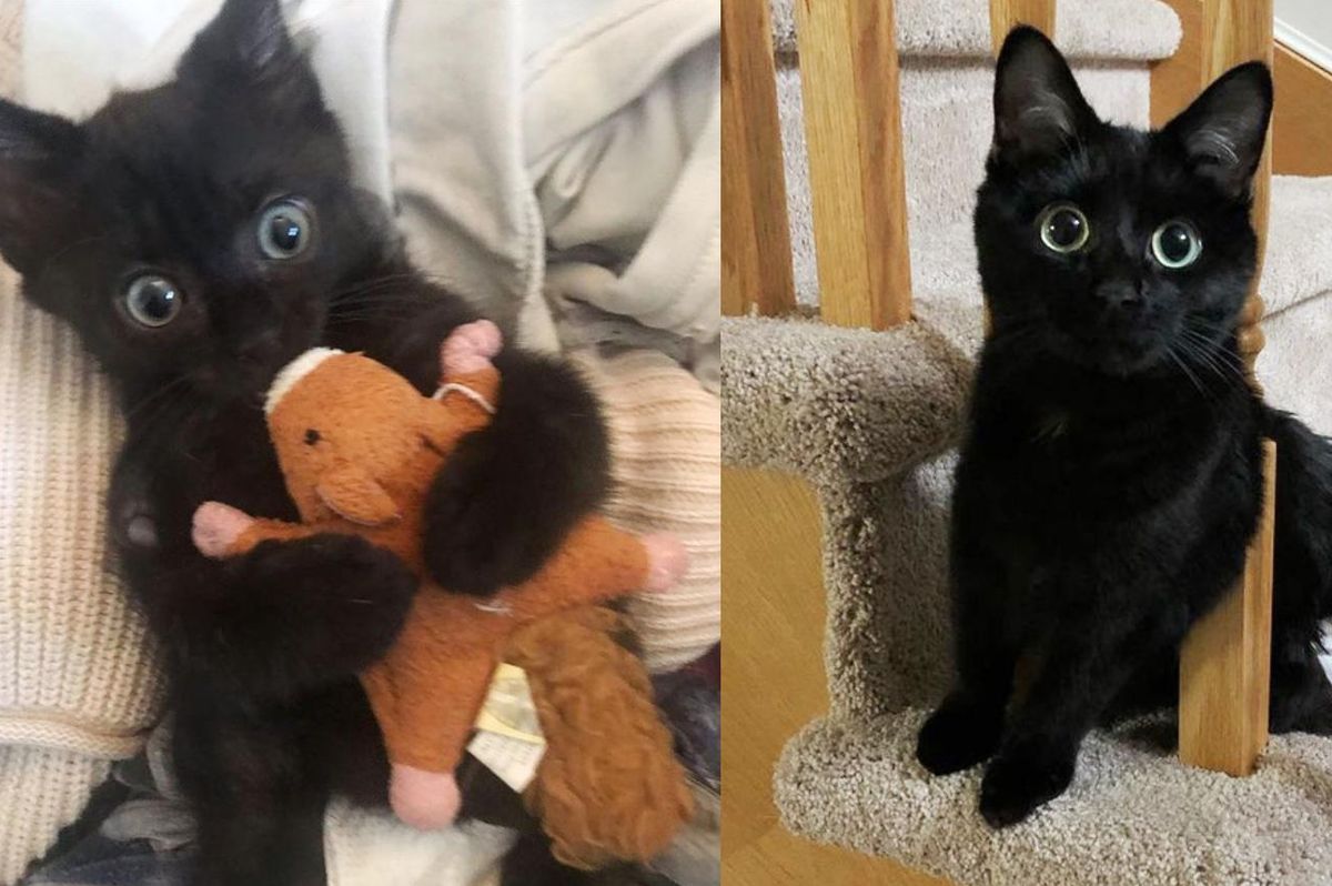 Kitten Scoots His Way to Perfect Home and Transforms into Feisty Doe-eyed Cat
