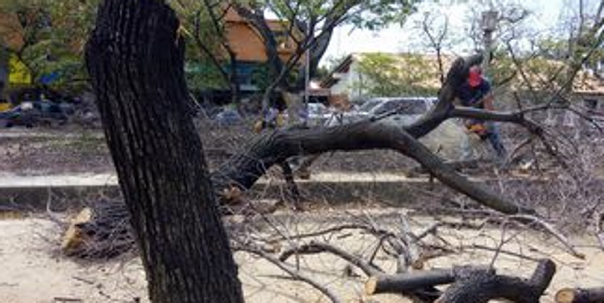 Oro, comida y leña: En lo que se convierten los bosques de Venezuela