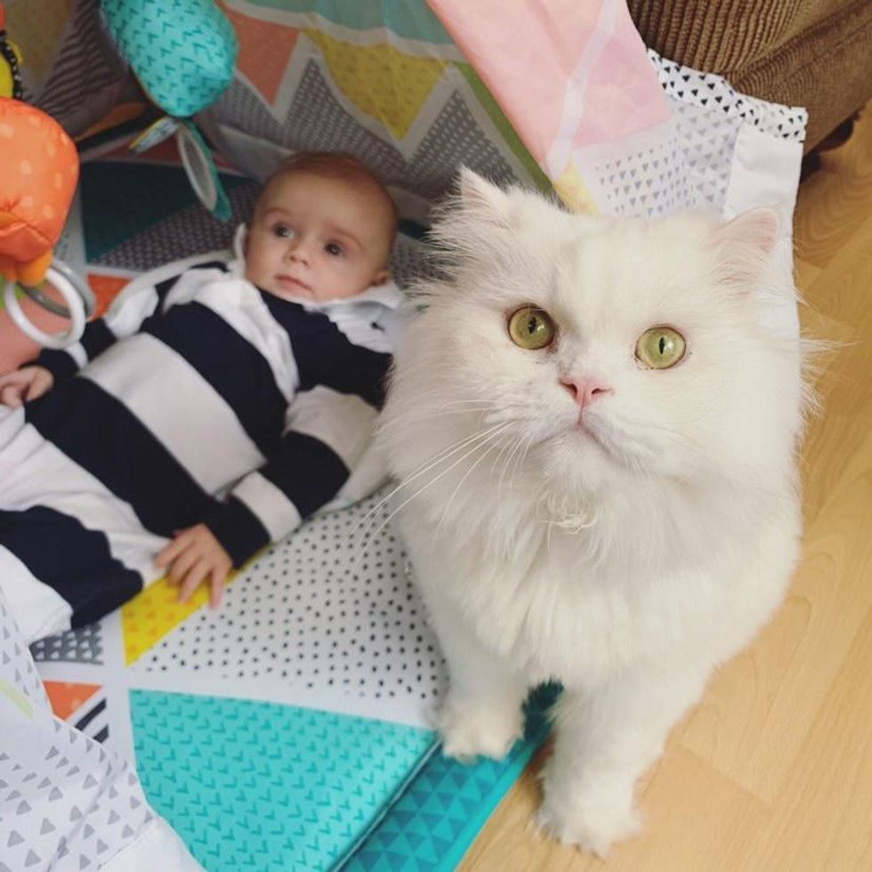 cat and tiny human