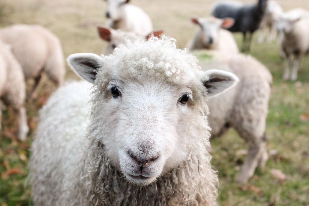 This chill guy just saved a sheep from a barbed wire fence in the coolest way imaginable