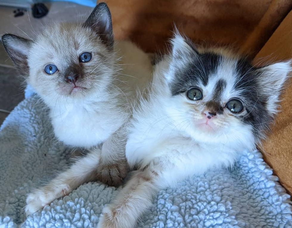 best friends, kitten brothers