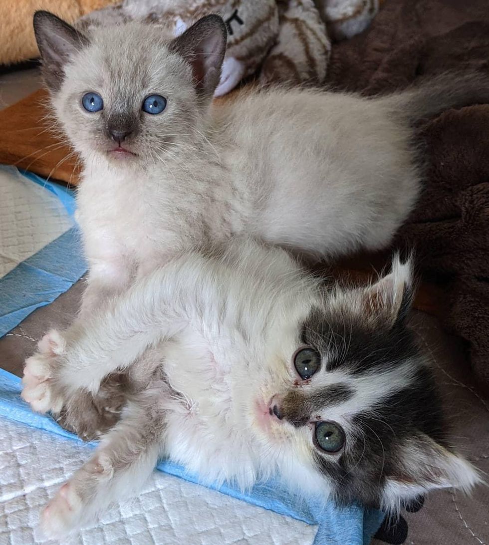 best friends kittens