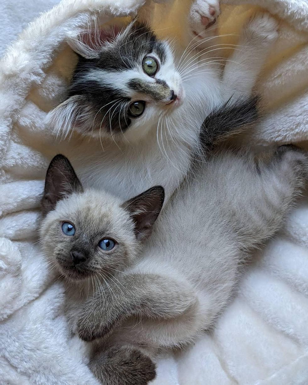 snuggly kittens