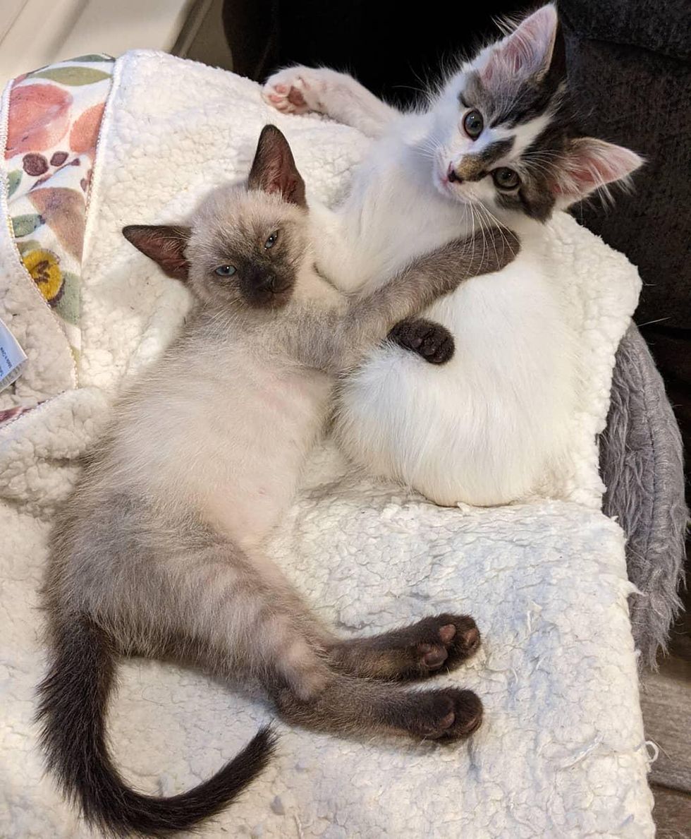 kitten best friends