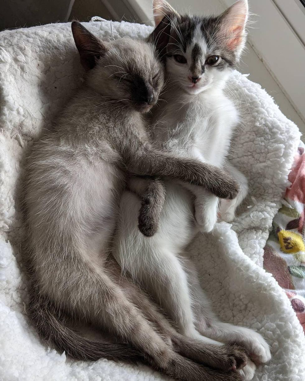 snuggly kittens, best friends