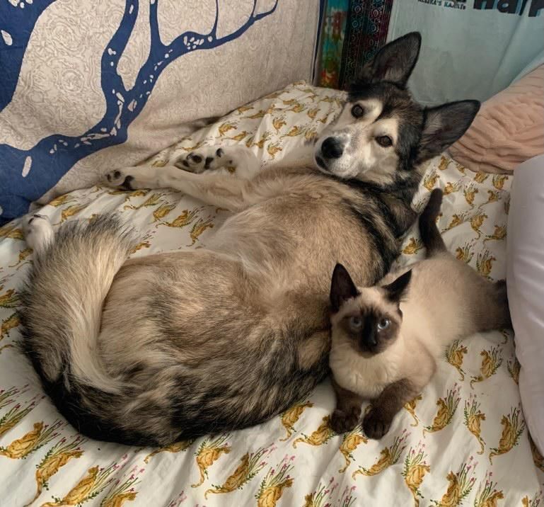 husky and siamese