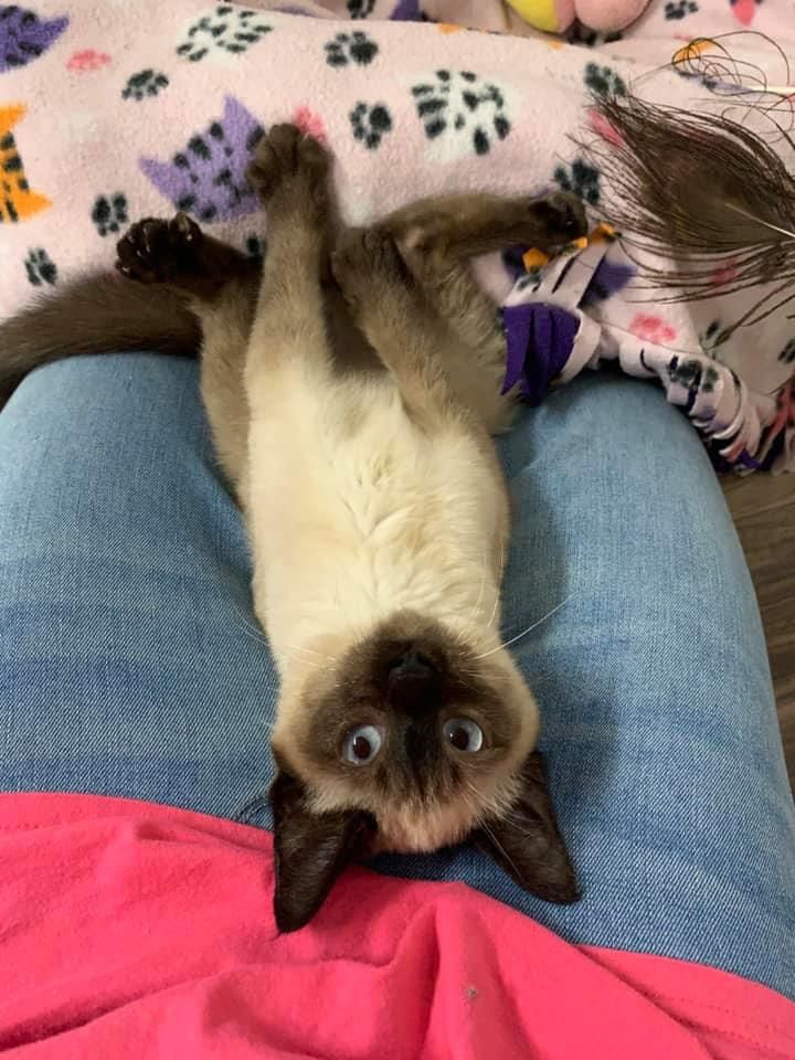 goofy siamese kitten, lap cat