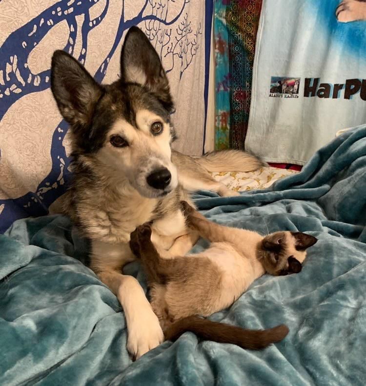 husky and siamese