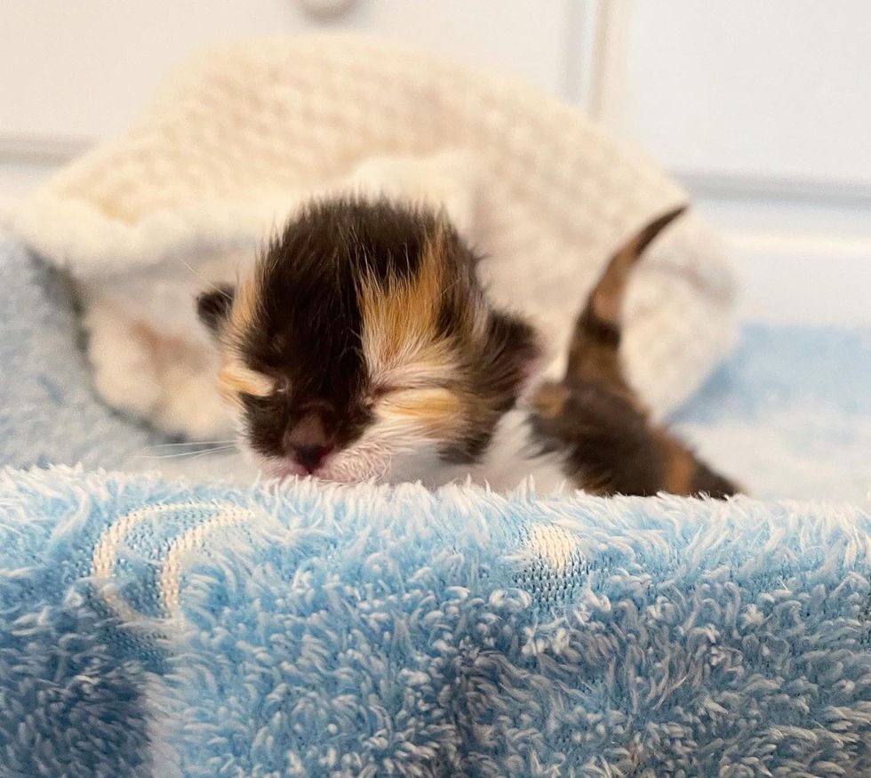 calico kitten newborn
