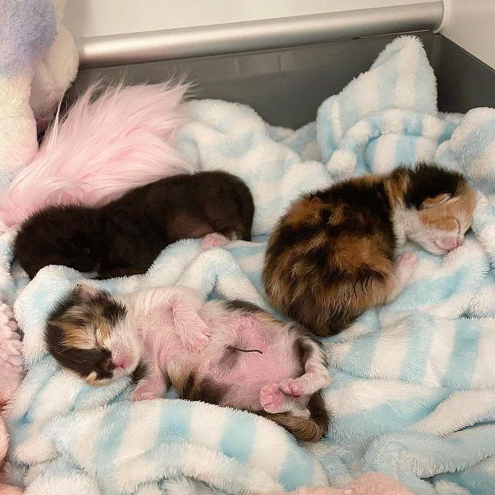 sleepy newborn kittens