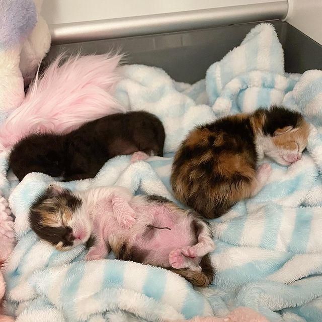 Newborn cheap calico kittens