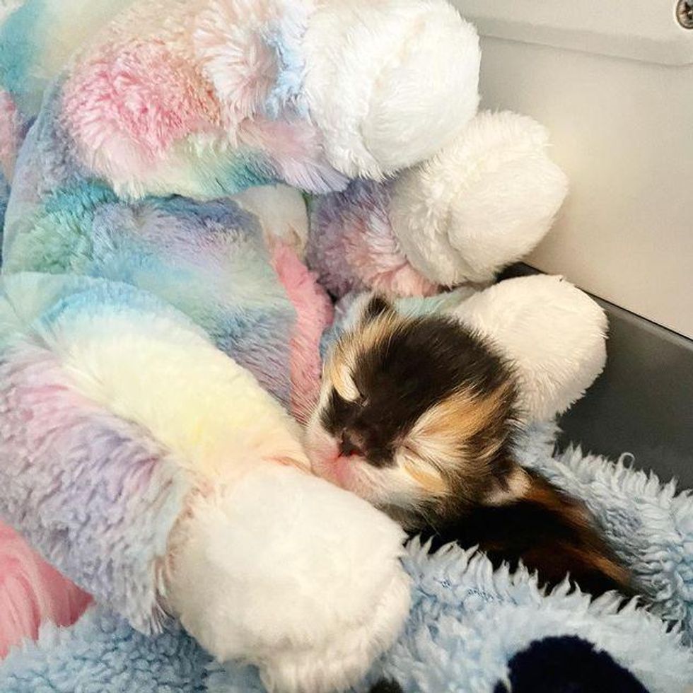 calico kitten snuggling