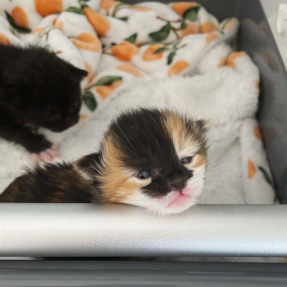 calico kitten eyes opened