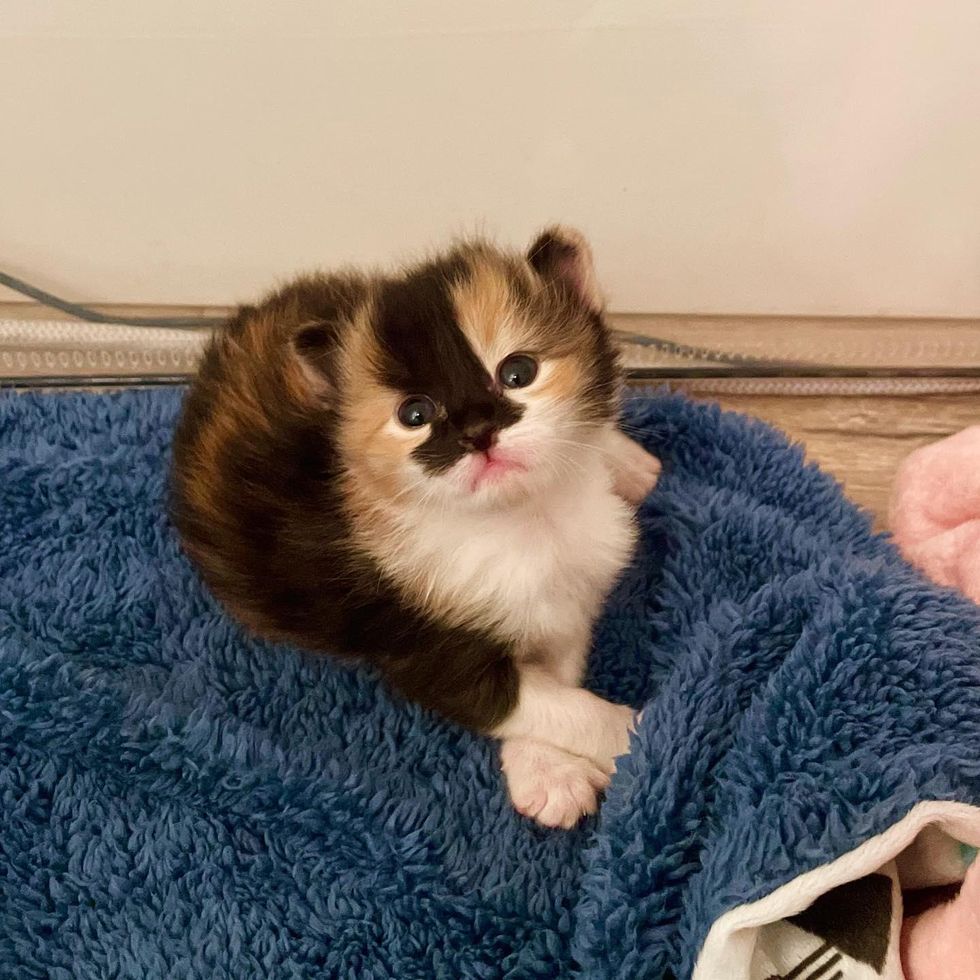 beautiful calico kitten