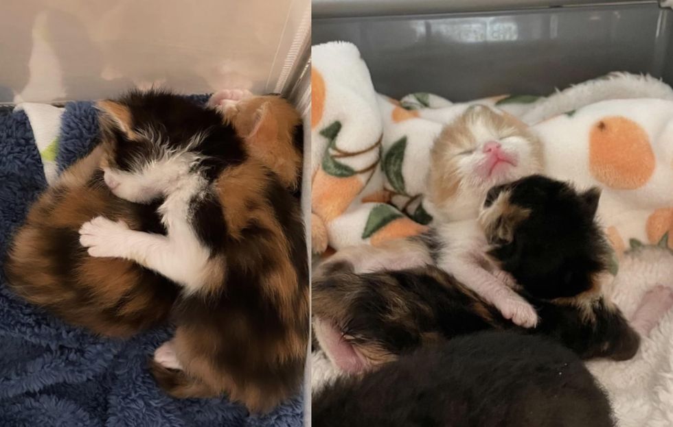 snuggly calico sisters