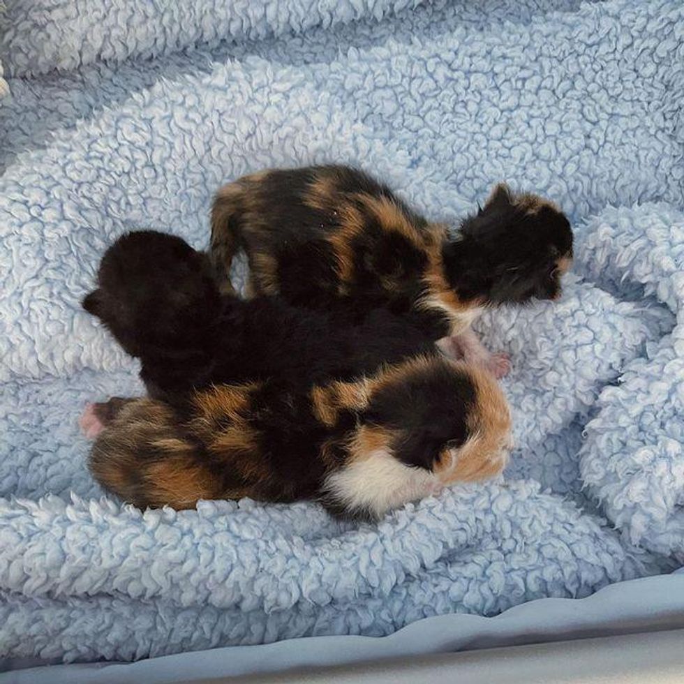 tiny newborn kittens